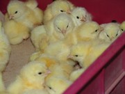 Продам суточных и подрощенных цыплят бройлеров,  уток