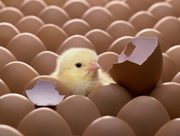 Куплю инкубационные яйца кур