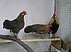 Яйцо и цыплят декоративных кур