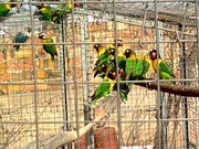  Продам недорого попугаев - масковых неразлучников 