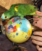 Говорящий амазон синелобый