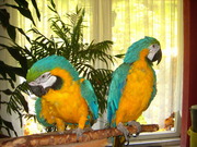  милые и говорить синий и золотой,  попугаи ара для повторного самонаве